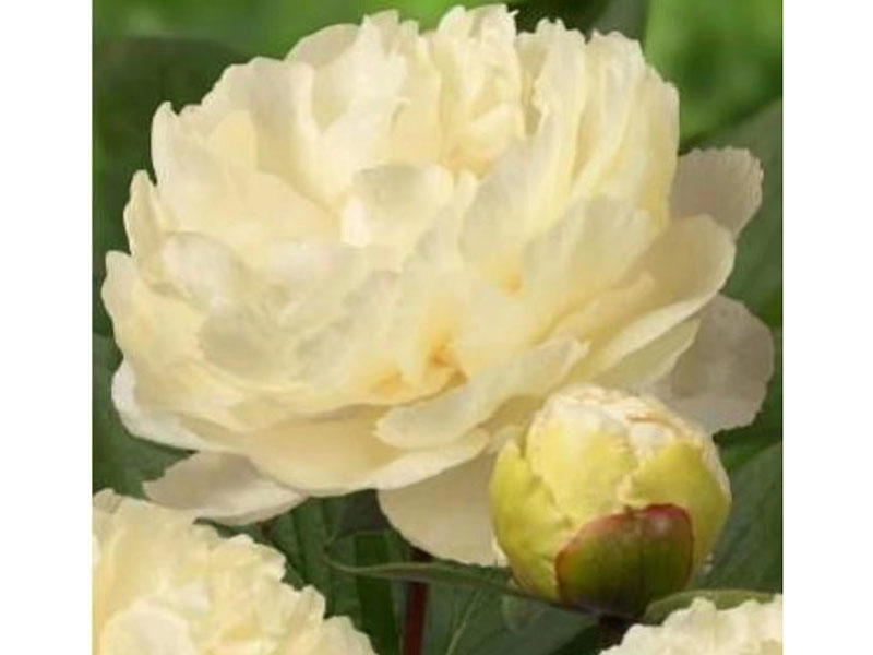 陽(yáng)光女孩 非常早 花徑極大 重瓣型